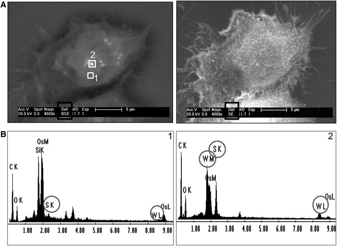 FIG. 8.