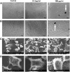 <b>FIG. 5.</b>