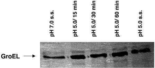 FIG. 7.