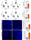 Figure 4A is a set of four Feature plots. On the left, the two Feature plots are titled control, plotting Uniform Manifold Approximation and Projection 2, ranging from negative 5 to 10 in increments of 5 (left y-axis) and tryptophan hydroxylase 1 and peptide tyrosine tyrosine (right y-axis) across Uniform Manifold Approximation and Projection 1, ranging from negative 5 to 10 in increments of 5. On the right, the two Feature plots are titled uranium-bearing dust, plotting Uniform Manifold Approximation and Projection 2, ranging from negative 5 to 10 in increments of 5 (left y-axis) and tryptophan hydroxylase 1 and peptide tyrosine tyrosine (right y-axis) across Uniform Manifold Approximation and Projection 1, ranging from negative 5 to 10 in increments of 5. Figures 4B, 4C, 4E, and 4G are bar graphs, plotting percentage of total cells, plotting 0 to 4 in unit increments; percentage of total cells, ranging from 0.0 to 0.8 in increments of 0.2; percent 5-hydroxytryptamine receptors plus or per total cells, plotting 0 to 10 in increments of 2; and percent of peptide tyrosine tyrosine plus or per total cells, plotting 0 to 5 in unit increments (y-axis) across control and uranium-bearing dust (x-axis). Figure 4D is a stained colonoid displaying two columns, namely, control and uranium-bearing dust, and one row, namely, enterochromaffin 5-hydroxytryptamine. Figure 4F is a stained colonoid displaying two columns, namely, control and uranium-bearing dust, and one row, namely, L cell peptide tyrosine tyrosine.