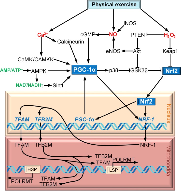 FIGURE 1