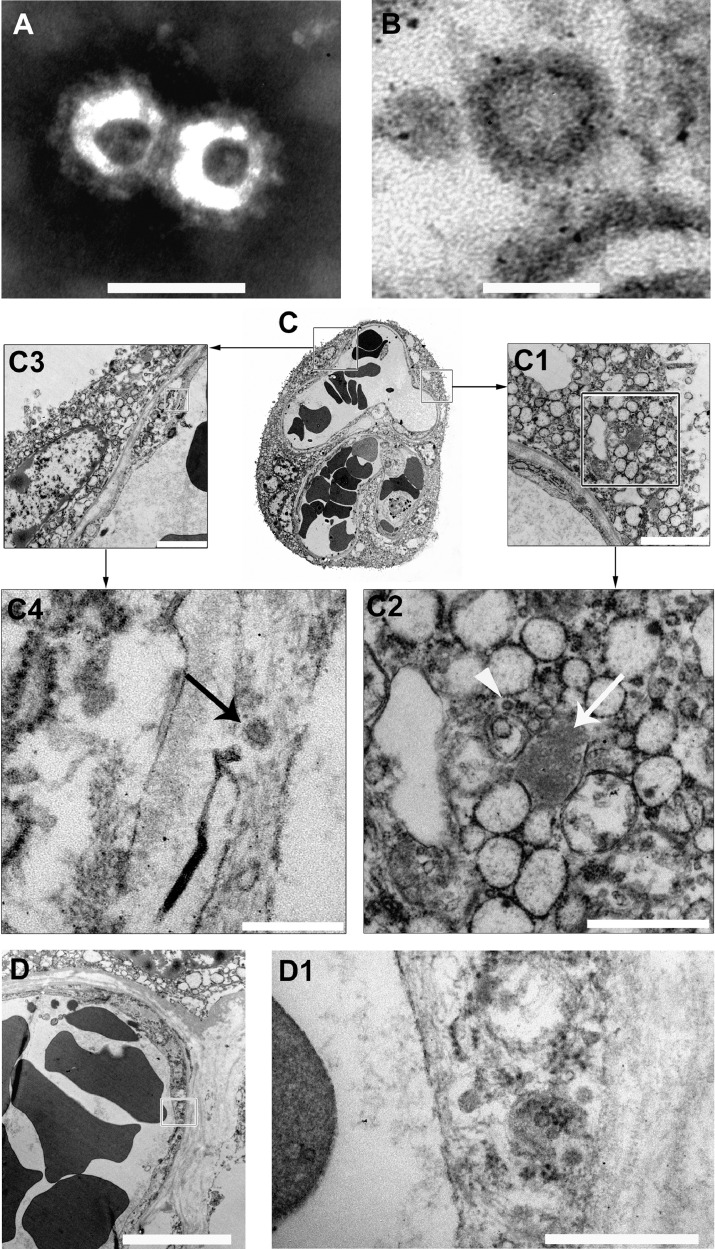 Fig. 2