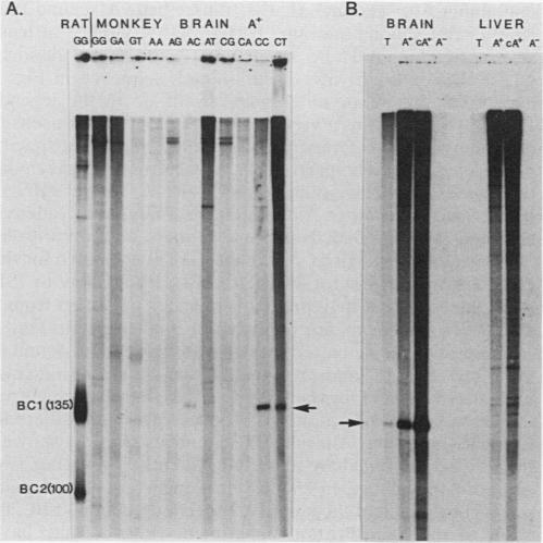 graphic file with name molcellb00081-0309-a.jpg