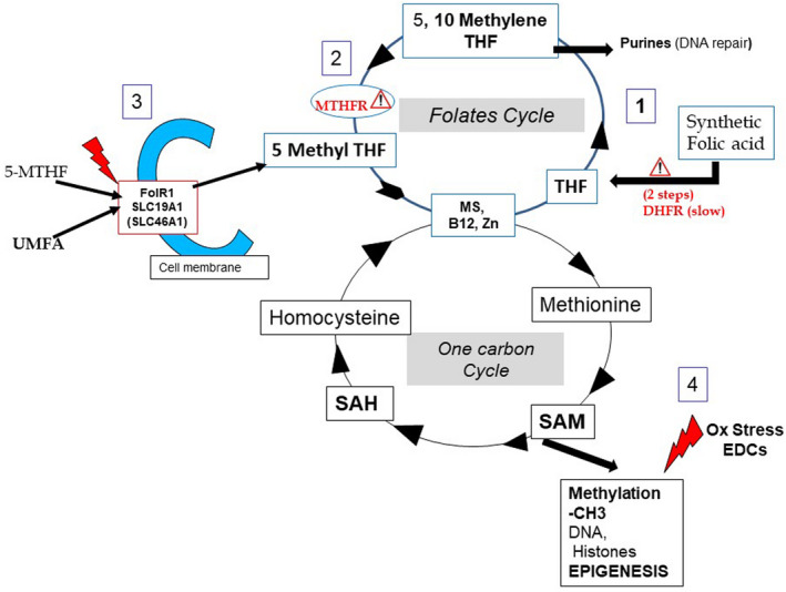 FIGURE 1