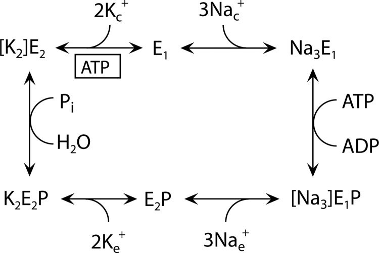 SCHEME 1.