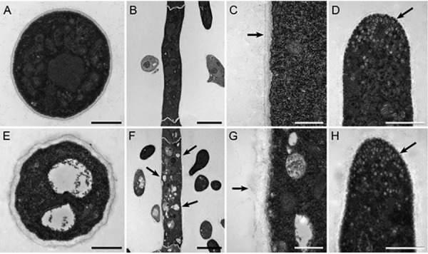 Fig. 9.