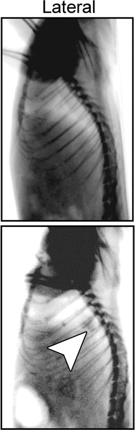 Figure 5b: