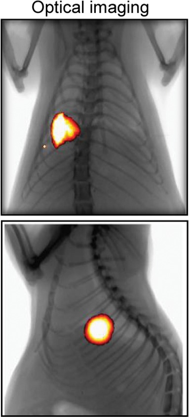 Figure 5c: