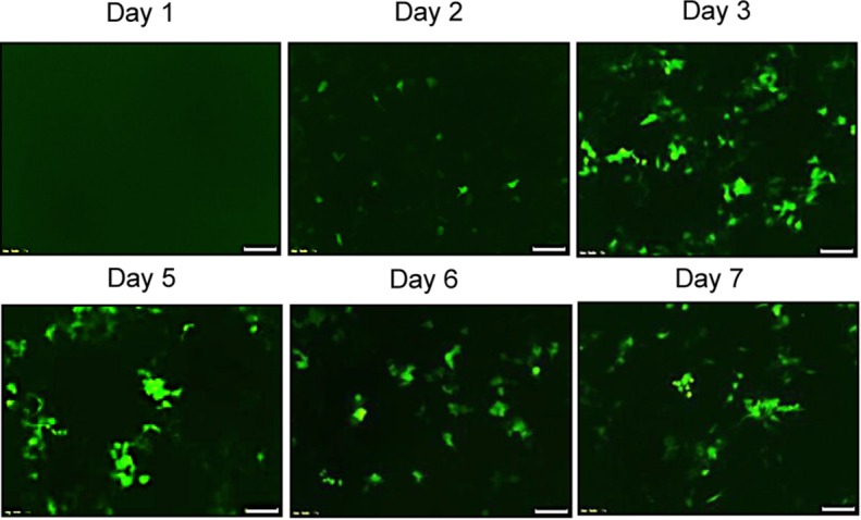 Figure 2a: