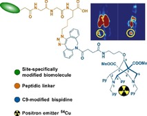 graphic file with name CHEM-26-1989-g010.jpg