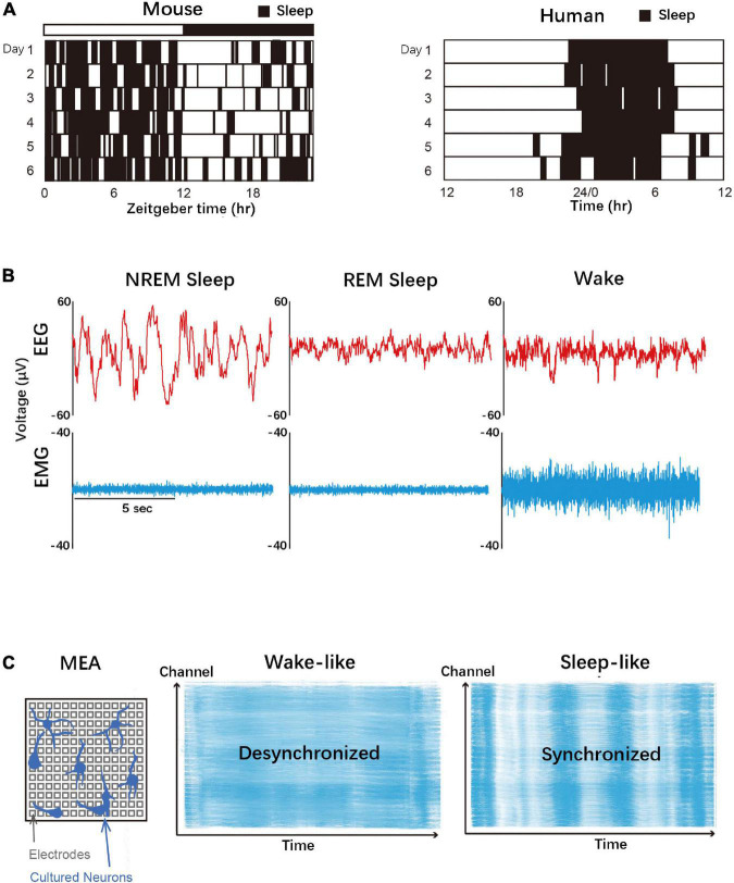 FIGURE 1