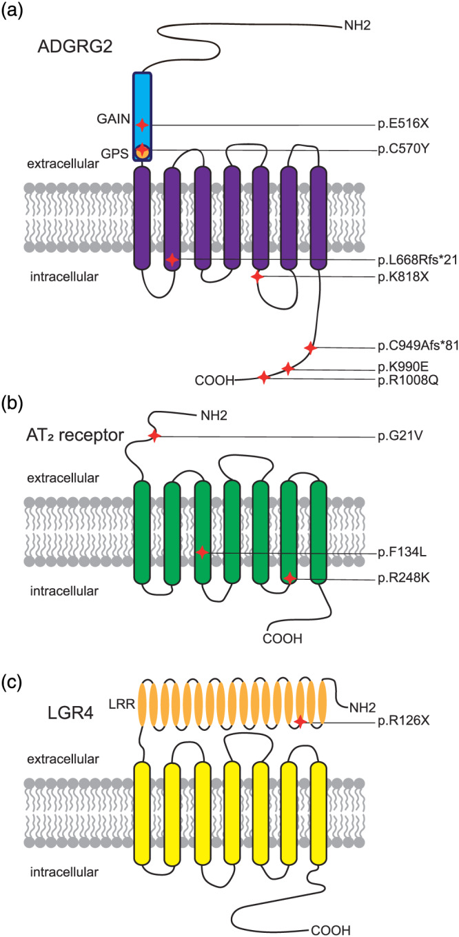 FIGURE 2