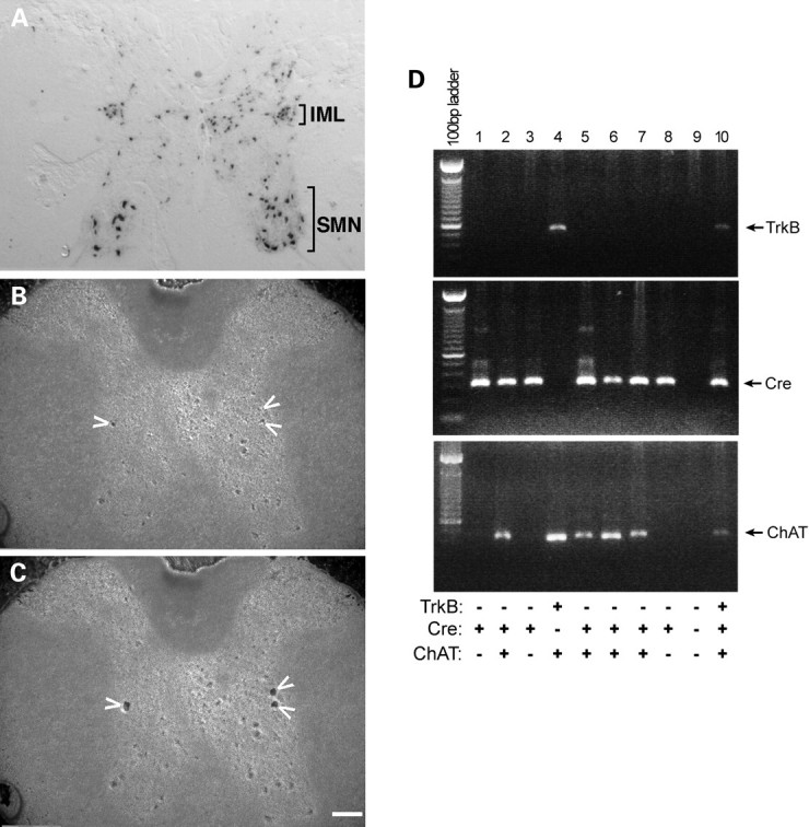 Figure 9.