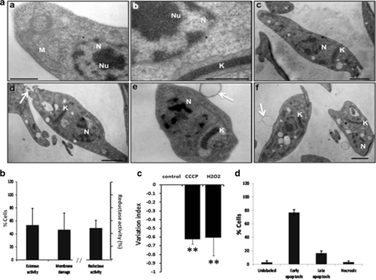 Fig. 5