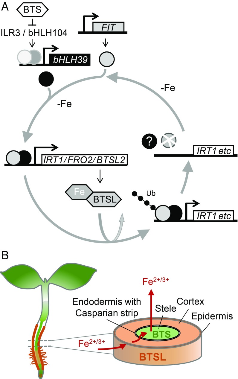 Fig. 7.