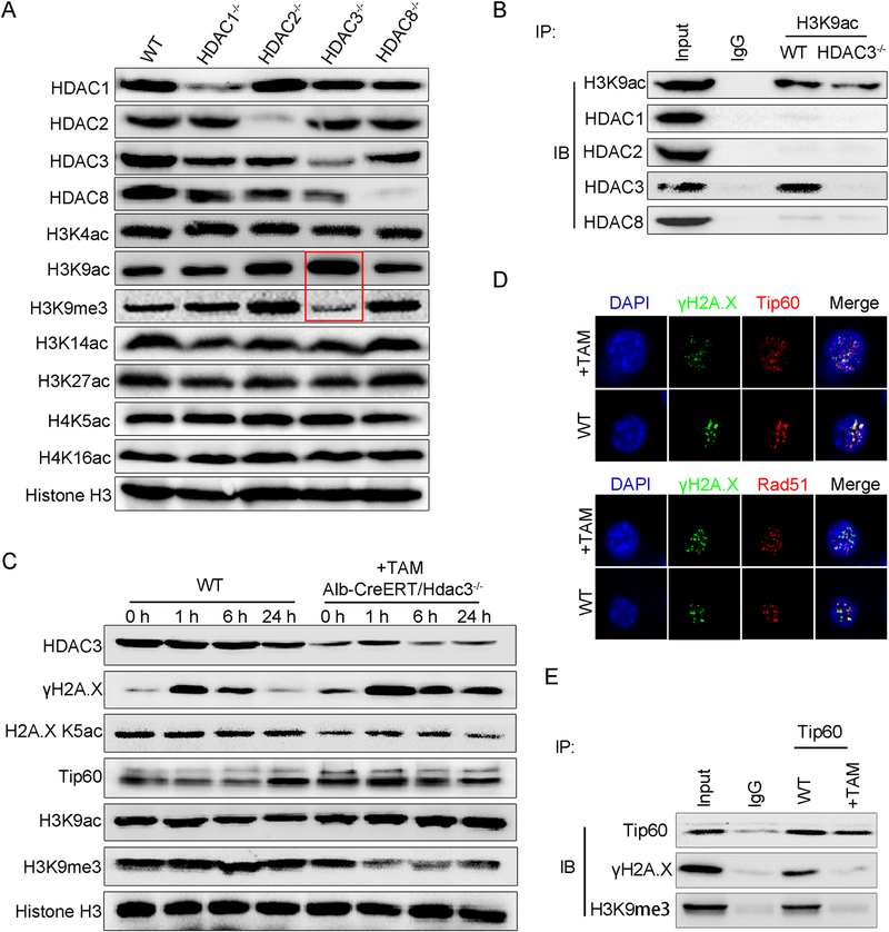 HDAC3 deficiency promotes liver cancer through a defect in H3K9ac ...