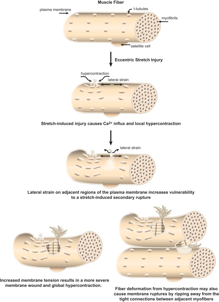 Figure 5.