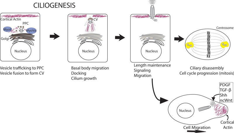 Figure 5.