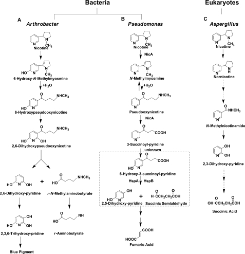 FIGURE 1.