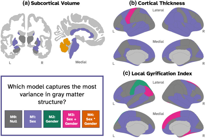 Sex Gender Diversity And Brain Structure In Early Adolescence Pmc