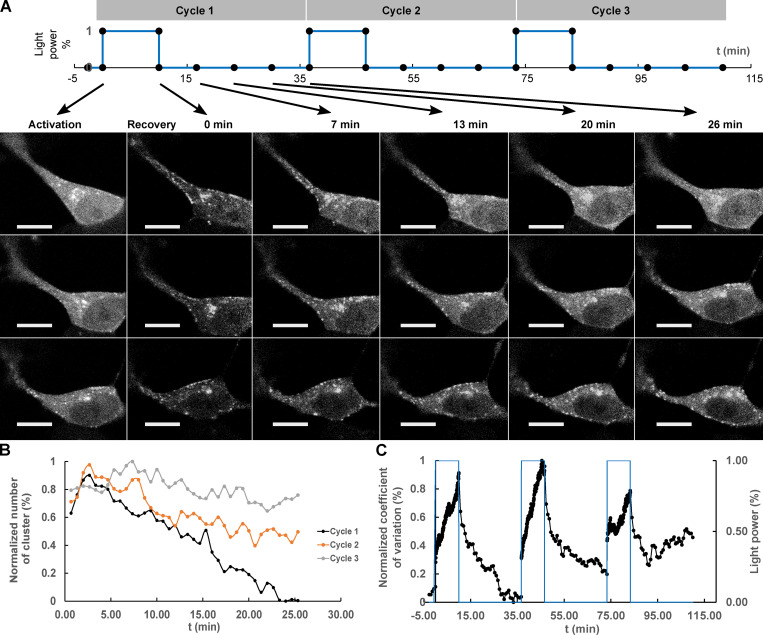 Figure 3.