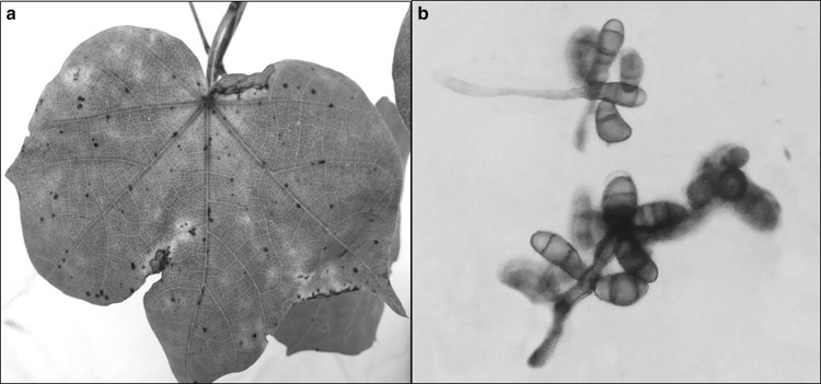 Fig. 1