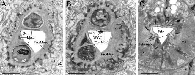 Fig. 10