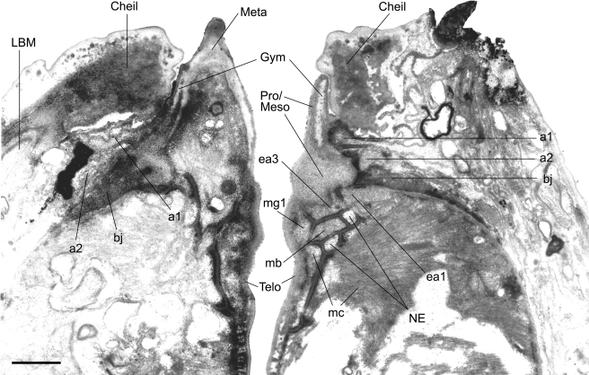 Fig. 12