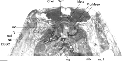 Fig. 13