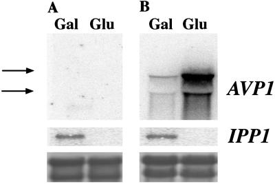 Fig 5.