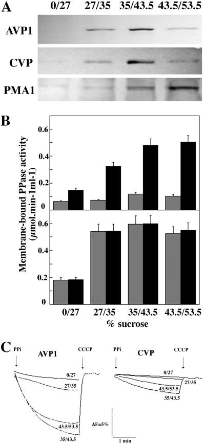 Fig 6.