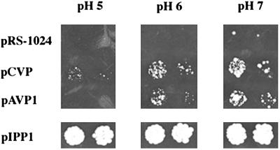 Fig 4.