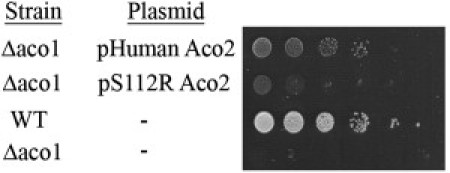 Figure 4