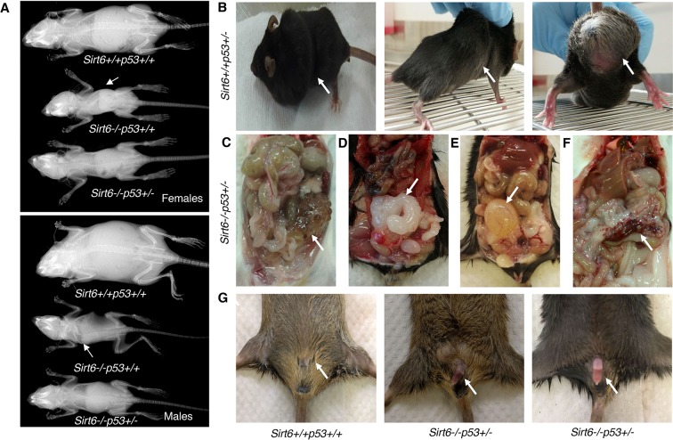 Figure 3—figure supplement 1.