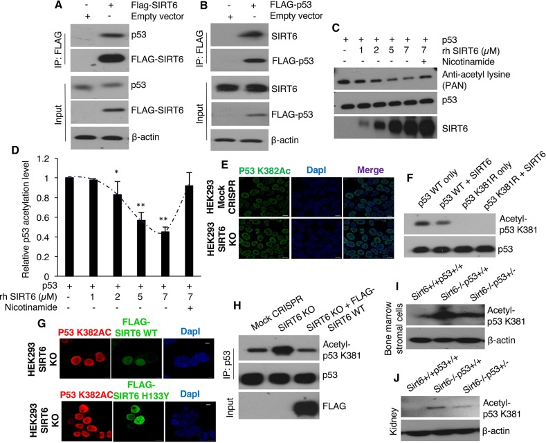 Figure 5—figure supplement 1.