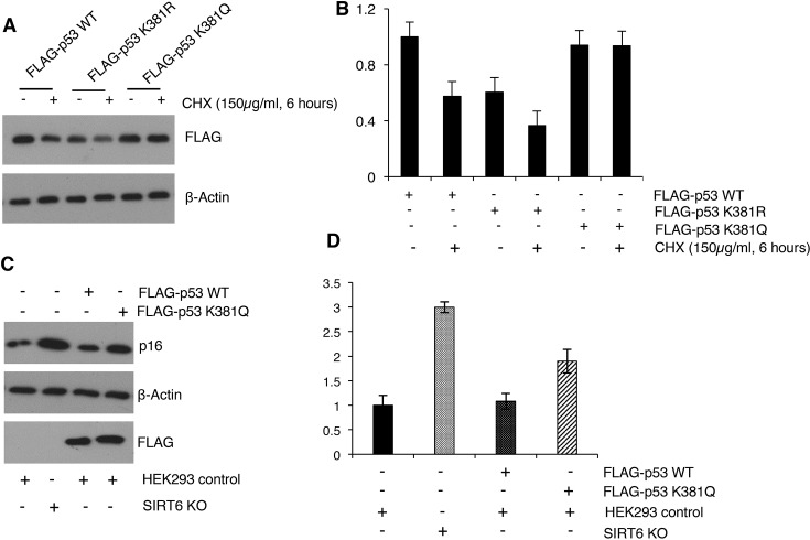 Figure 6—figure supplement 2.