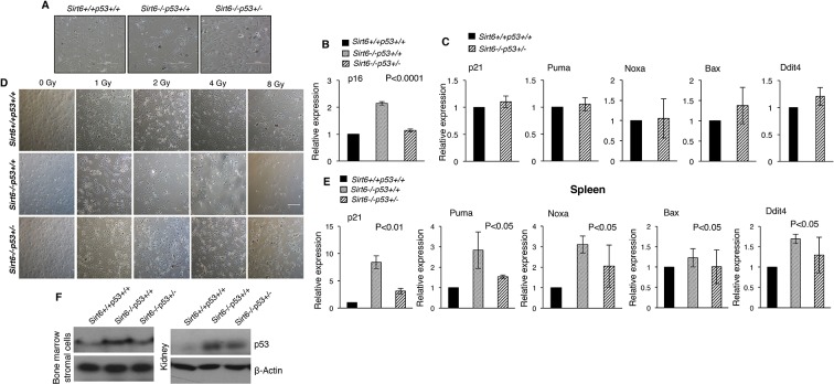 Figure 1—figure supplement 1.