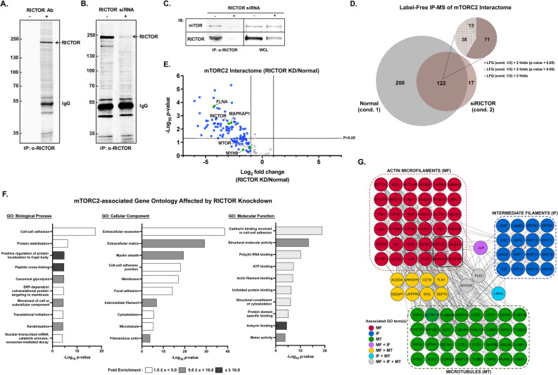 Mtorc2 Interactome And Localization Determine Aggressiveness Of High 