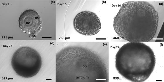 Figure 2