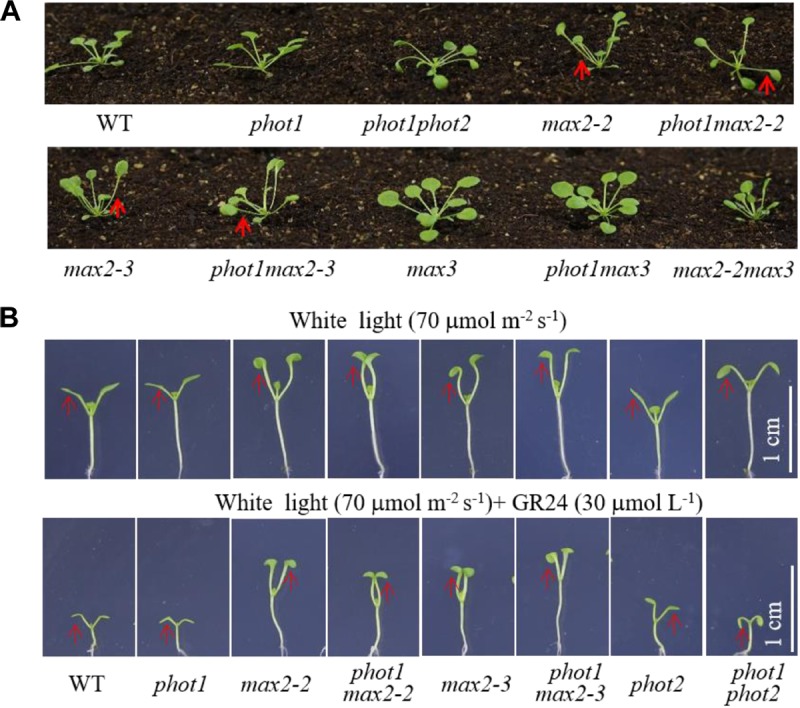 FIGURE 4