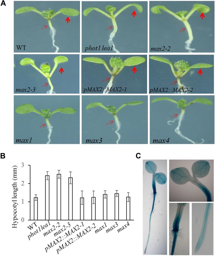 FIGURE 3