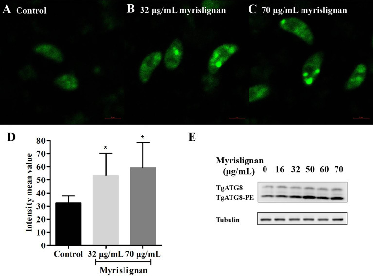 Figure 5