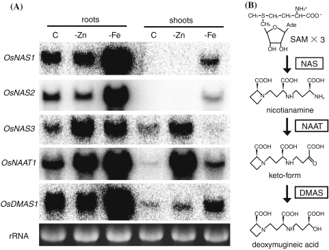 Fig. 3