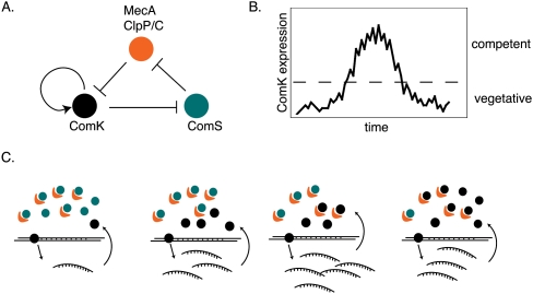 Figure 5.