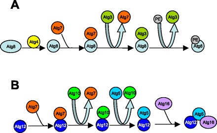 Fig. 2.