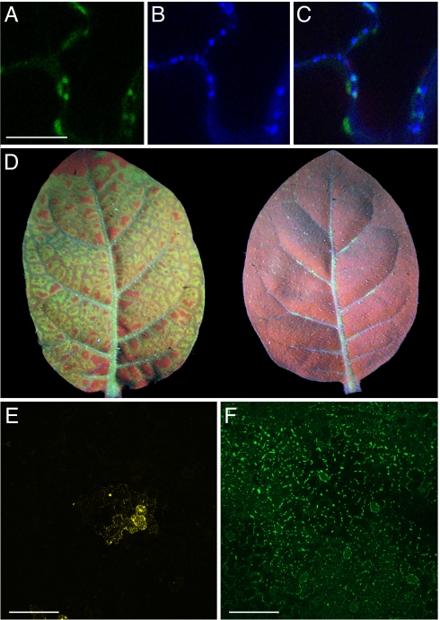 Fig. 6.