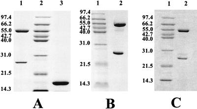 FIG. 1