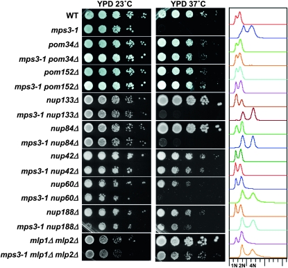 Figure 5.—