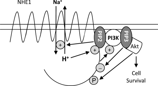 FIGURE 8.