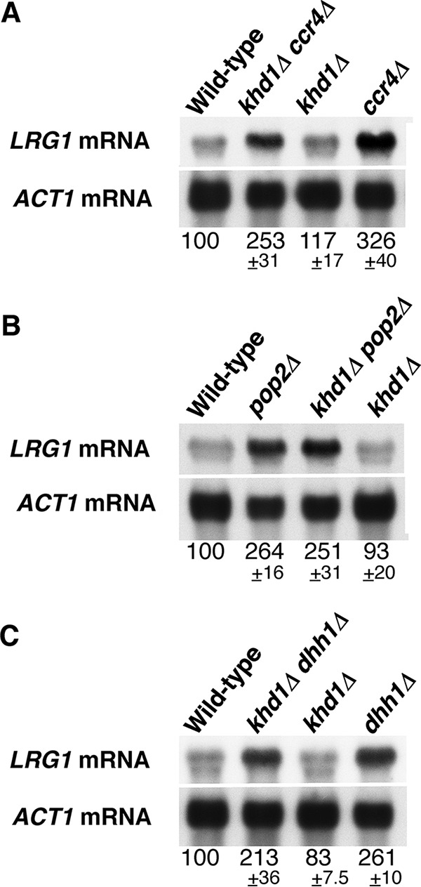 FIG 6  